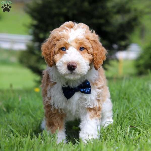 Chance, Mini Bernedoodle Puppy